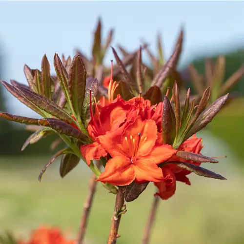 Rhododendron lut.'Fireball'