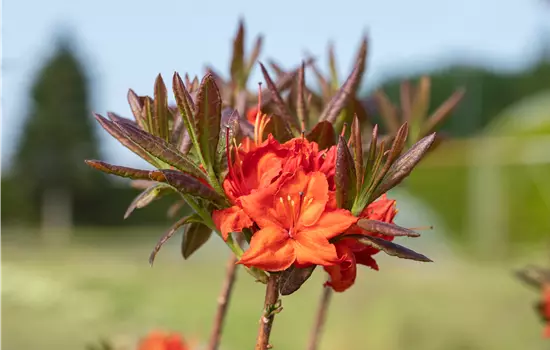 Rhododendron lut.'Fireball'