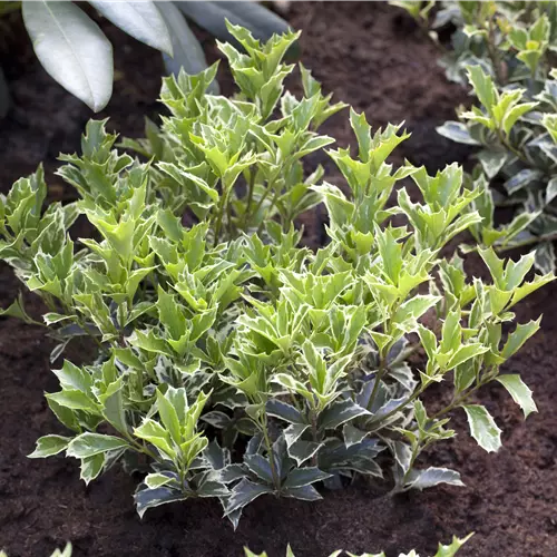 Osmanthus heterophyllus