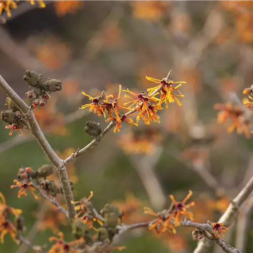 Hamamelis interm.'Aphrodite'