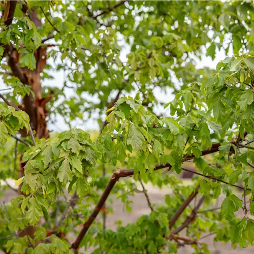 Acer griseum