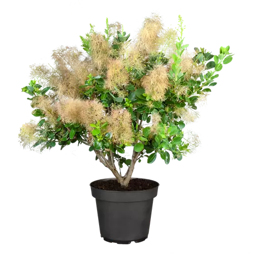Cotinus coggygria 'Young Lady' -S-