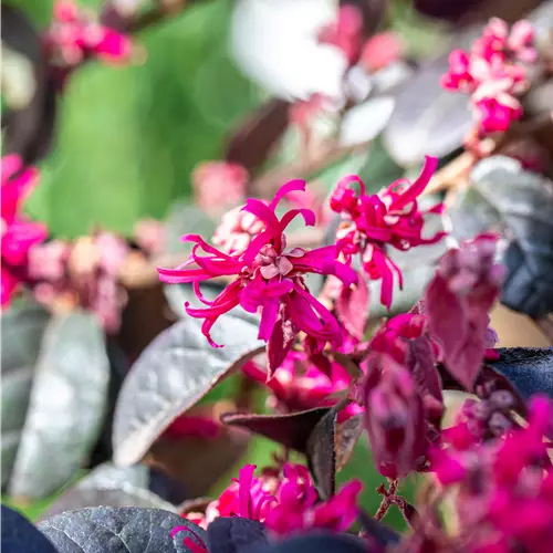 Loropetalum chinense 'Black Pearl'