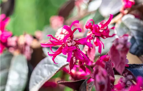 Loropetalum chinense 'Black Pearl'