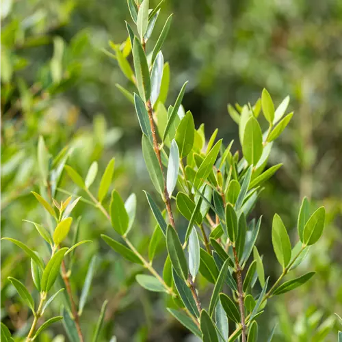 Phillyrea angustifolia