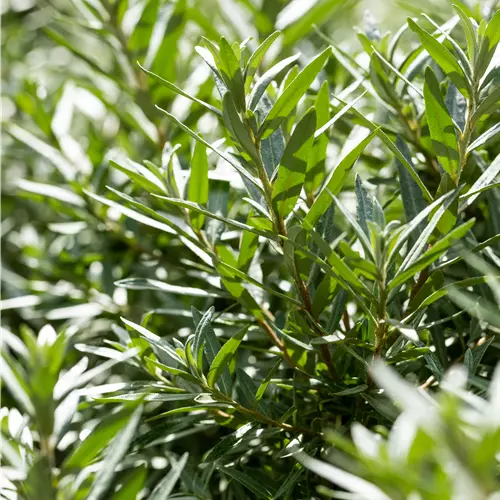 Hippophae rhamnoides 'Hikul'