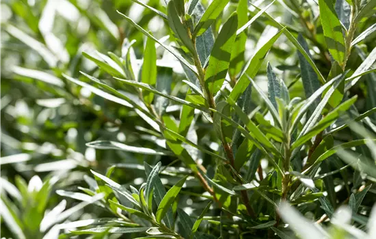 Hippophae rhamnoides 'Hikul'