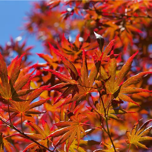 Acer palmatum 'Trompenburg'