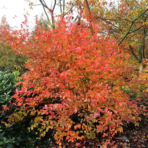 Vaccinium corymb.'Goldtraube' CAC