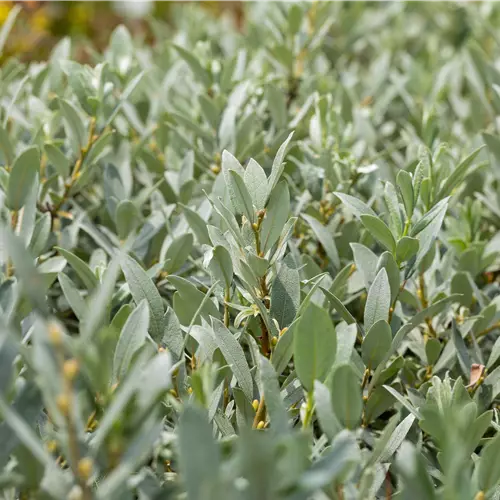 Salix helvetica