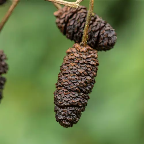 Alnus glutinosa
