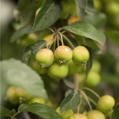 Malus 'Golden Hornet'
