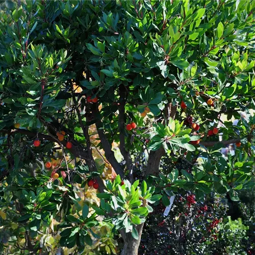 Arbutus unedo