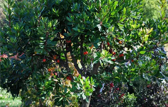 Arbutus unedo