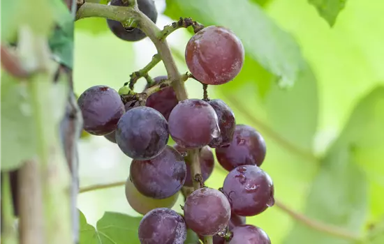 Vitis 'Katharina'