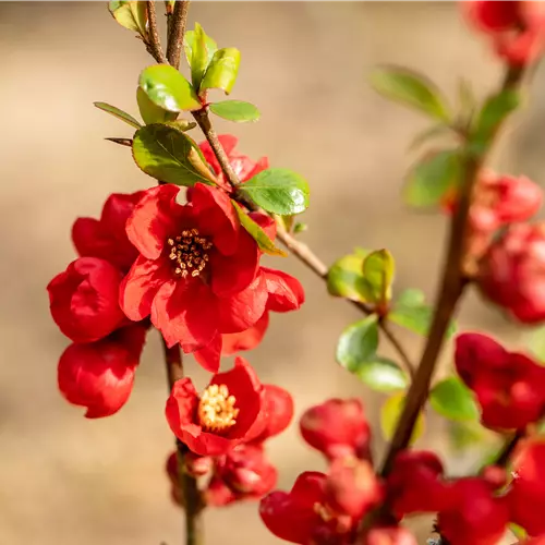 Chaenomeles 'Nicoline'