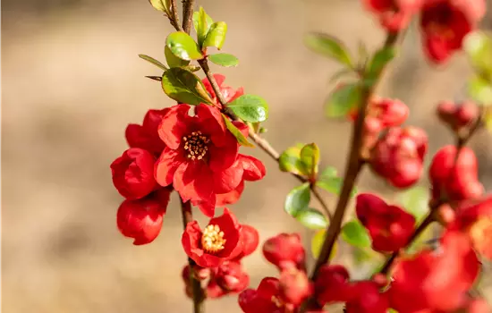 Chaenomeles 'Nicoline'