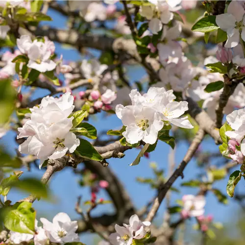 Malus sylvestris