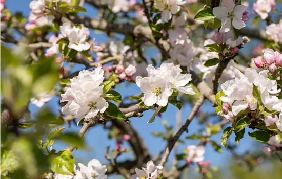 Malus sylvestris
