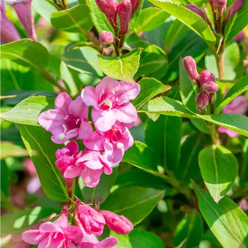 Weigela florida 'Pink Poppet' -R-