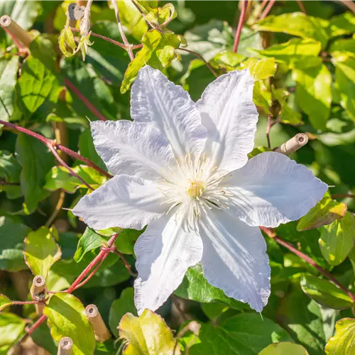 Clematis 'Destiny'