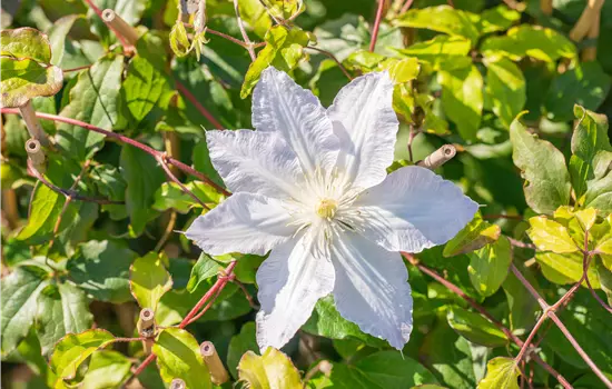 Clematis 'Destiny'
