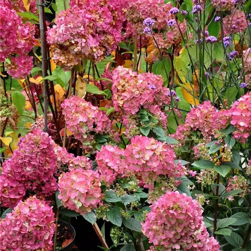 Hydrangea panic. 'Sundae Fraise' -R-