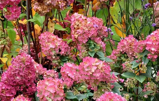Hydrangea panic. 'Sundae Fraise' -R-