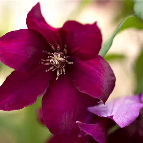 Clematis 'Rouge Cardinal'