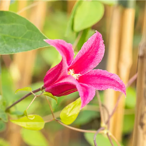 Clematis alpina 'Ruby'