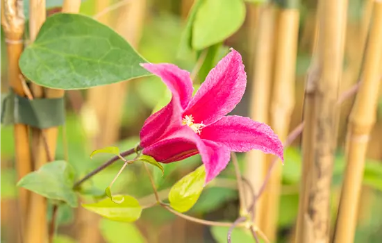 Clematis alpina 'Ruby'