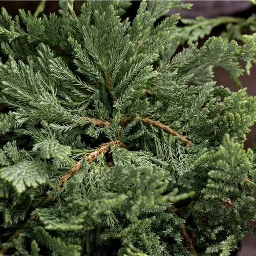 Juniperus horizontalis 'Blue Chip' -R-