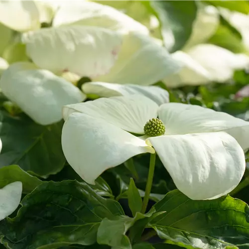 Cornus florida 'Cloud Nine'
