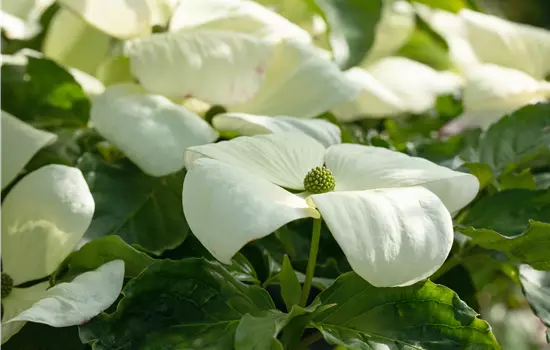 Cornus florida 'Cloud Nine'