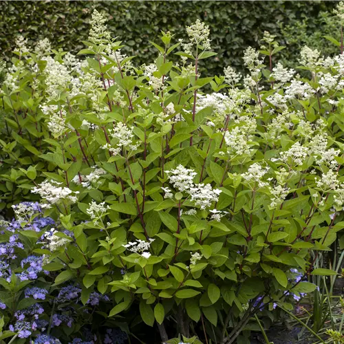 Hydrangea panic. 'Wim's Red' -S-