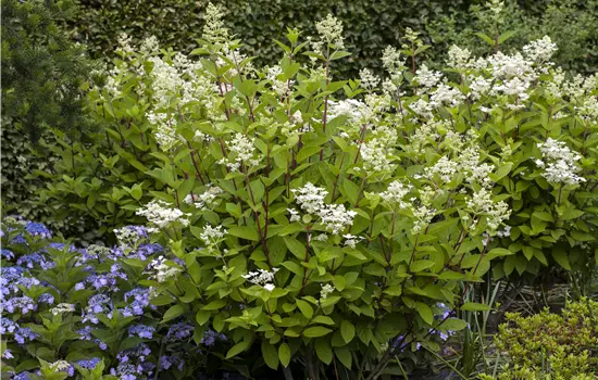 Hydrangea panic. 'Wim's Red' -S-
