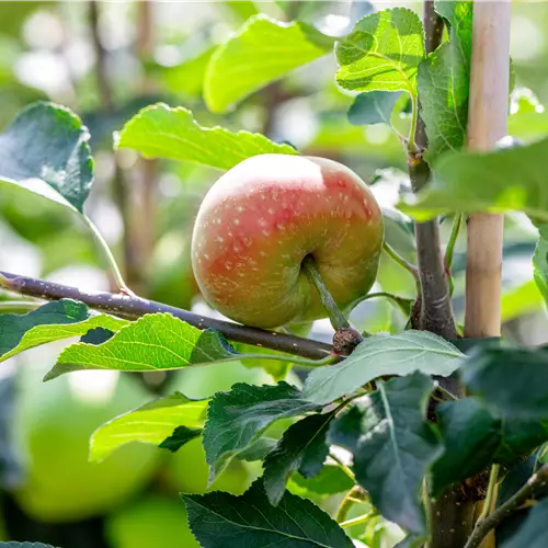 Malus 'James Grieve' CAC