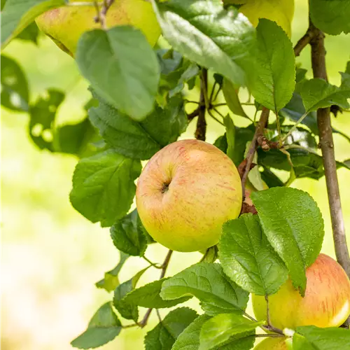 Malus 'Roter Berlepsch' CAC