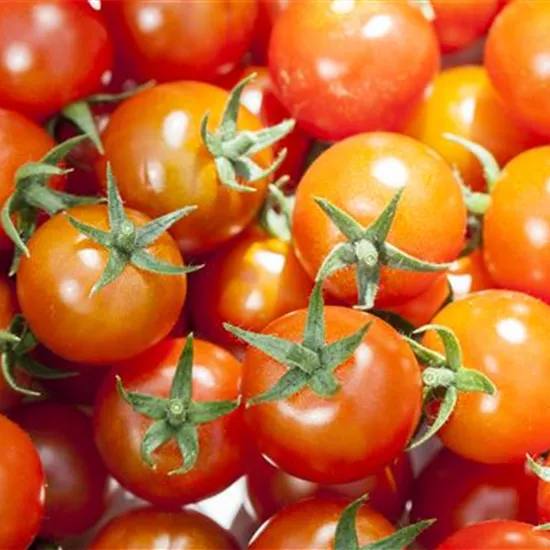 Die Tomate - Aroma, Schönheit und Genuss in eins